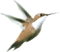 birdlogo_v3